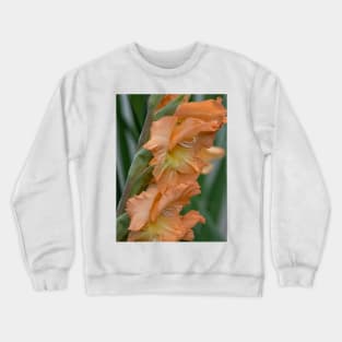 Gladiolus Pretty Peachy Crewneck Sweatshirt